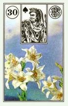 Lenormand card Lily